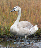 Mute Swan juvenile
